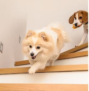 Detección de mascotas de la EZVIZ E6 3K